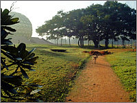 Bild: Banyan Baum am Matrimandir